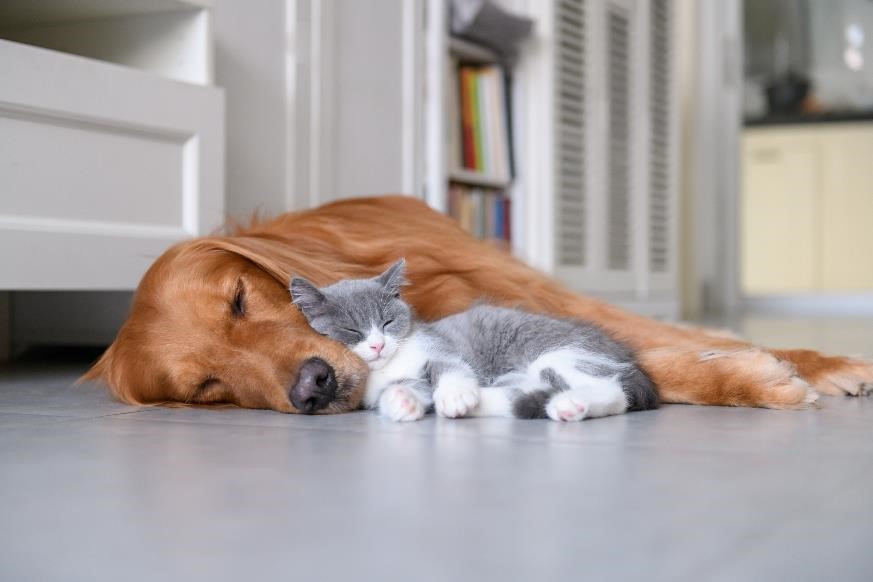 A golden retriever and grey kitten sleeping on tile floor in a home.