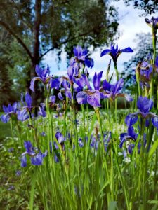 Bearded Iris