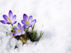 Crocus