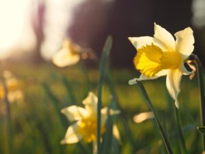 Daffodil