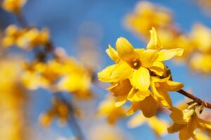 Beautiful yellow blossoms of forsythia bush in garden.