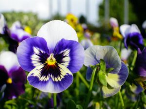 Pansy