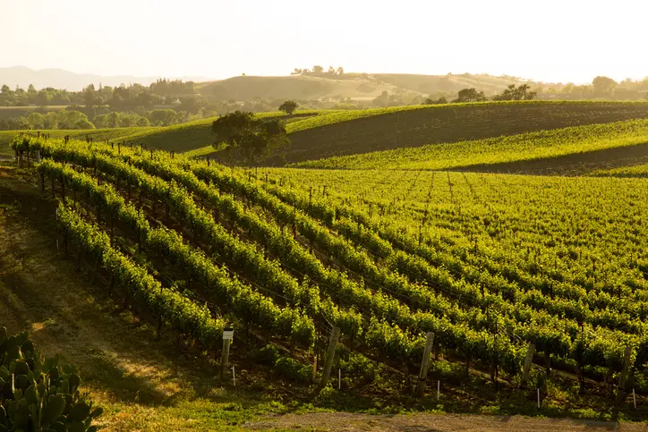 A scenic view of a lush vineyard with rolling hills and vibrant green grapevines under warm sunlight.