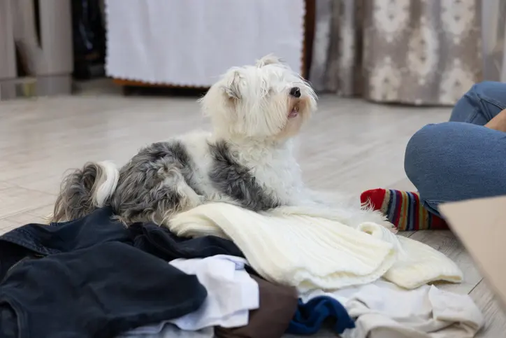 A small fluffy dog is lying on a pile of clothes on the floor while their owner sorts items nearby.