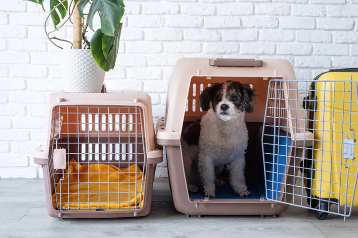 A small black and white dog sitting in an open pet crate beside another crate and a yellow suitcase.